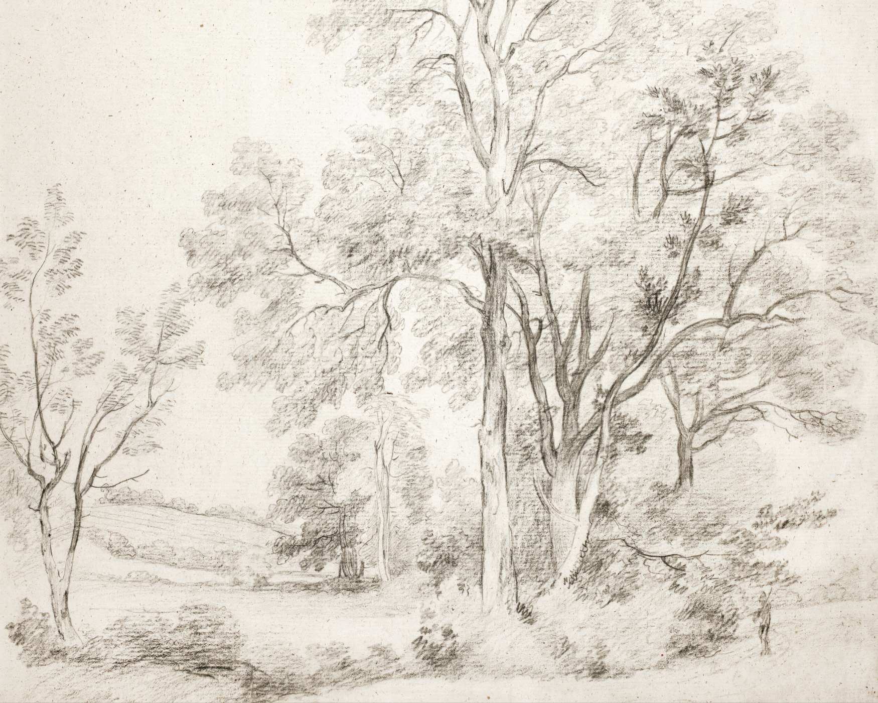 Sketched Trees Photo Mural