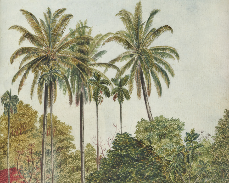 Our Antique Palms Photo Mural brings a timeless tropical charm to any space.