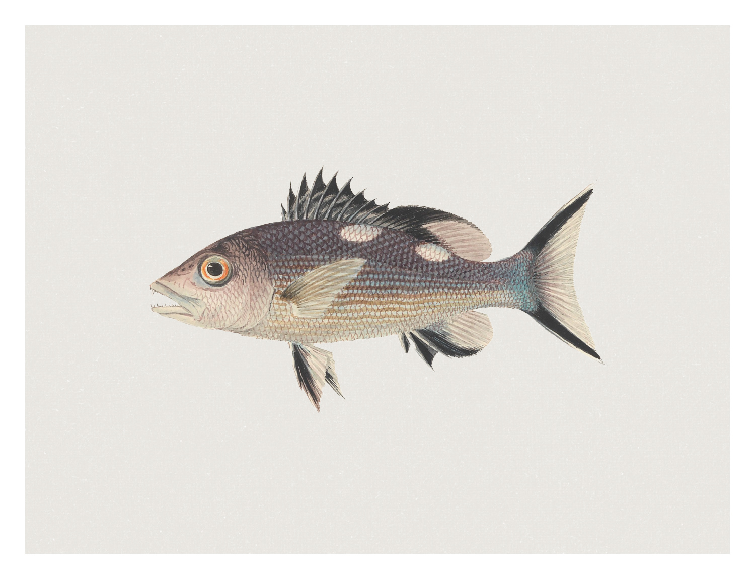 Fish One Art Print