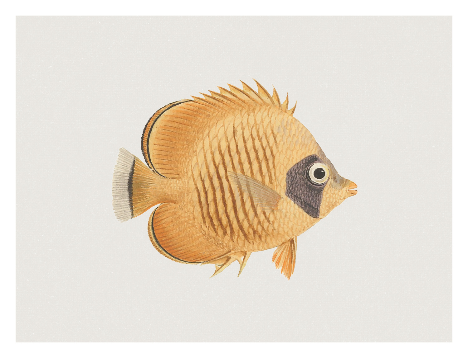 Fish Two Art Print