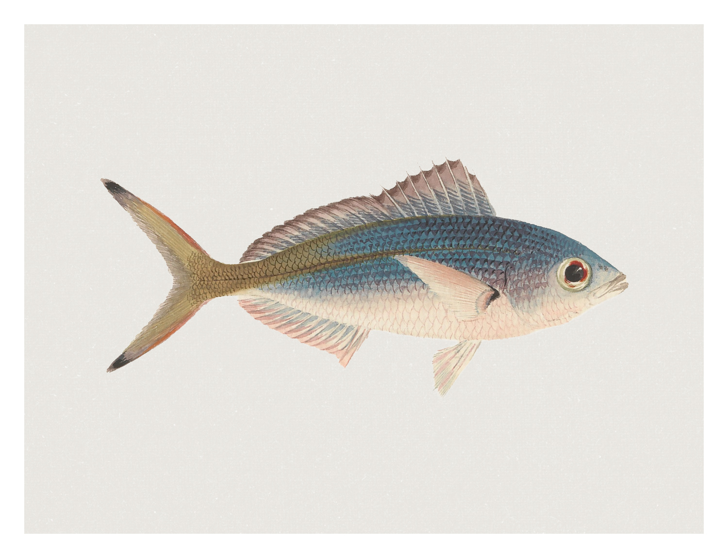 Fish Four Art Print