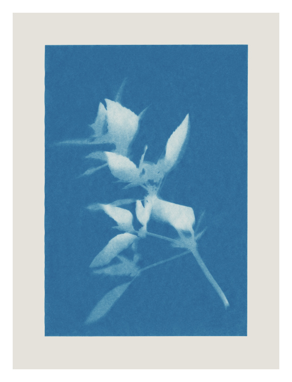 Bring soft botanical beauty to your space with this Cyanotype Two Art Print, featuring a delicate plant silhouette in rich blue tones inspired by traditional sun print techniques.